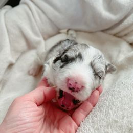 Jasper - Border Collie puppy from Bluewater Border Collies