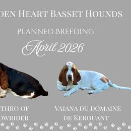 Basset Hound puppies from Hidden Heart Basset Hounds