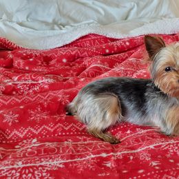 Yorkshire Terrier Puppies from YorkiStars