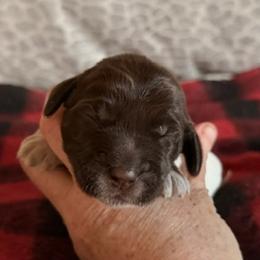Purple collar Female - Brown and gray female Wirehaired Pointing Griffon puppy in Sheldon, Vermont from Ole Poor Farm