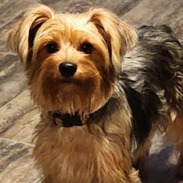 Emma jumbo Yorkie - Black and tan female Morkie puppy in West Enfield, Maine from GRIFFEY'S SPA AND KENNEL