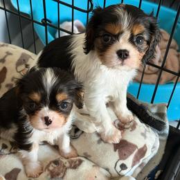 Tiny Bert - Tri-color male Cavalier King Charles Spaniel puppy in Spring Hill, Florida from Stardom Chihuahuas & CKCS