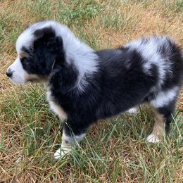 Miniature Australian Shepherd Puppies from Fancy Creek Mini Aussies