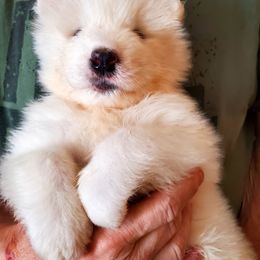 Samoyed Puppies from White Sea Samoyeds
