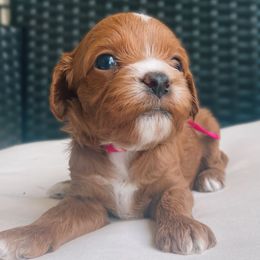 Laguna - Red female Cavapoo puppy in Van Alstyne, Texas from Home Grown Puppies