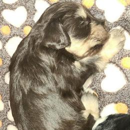 Mira - Liver female Miniature Schnauzer puppy in Graham, Washington from Kristy's French Bulldogs & Mini Schnauzers