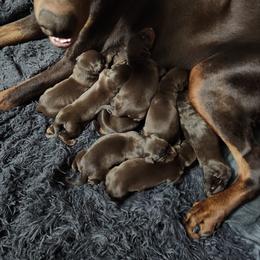 Jack - Red and rust male Doberman Pinscher puppy in Robinson, Pennsylvania from Makkr Ridge Dobermans LLC