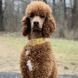 Poodle All Grown Up from Bear Mountain Poodles