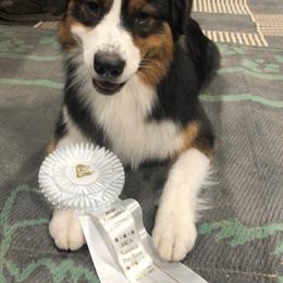 Australian Shepherds from Relic Australian Shepherds