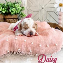 Daisy - Parti female Goldendoodle puppy in Lindon, Utah from Ruby’s Minidoodles LLC