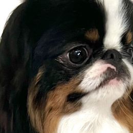 Tennessee - Japanese Chin