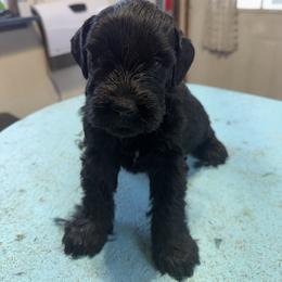 Girl 2 - Black female Giant Schnauzer puppy in Bois D’arc, Missouri from Down Low Kennels
