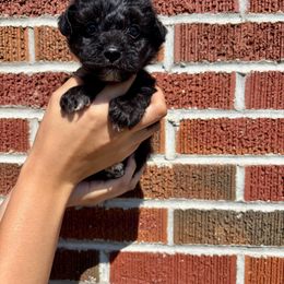 Rocket - Black male Yorkipoo puppy in Murphy, North Carolina from Christina’s Puppy Utopia