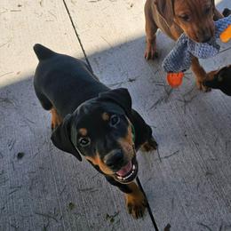 Black Tan Male 4 - Black male German Pinscher puppy in Chatham, Virginia from WMHK9/Roolyn German Pinschers