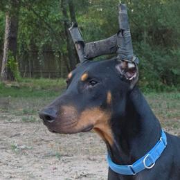 Green collar black male - Black and rust male Doberman Pinscher puppy in Houston, Texas from Draggin Dobermans & Great Danes