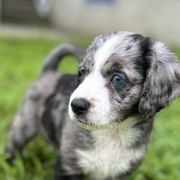 Aussiedoodle Puppies from Casee Wisniewski