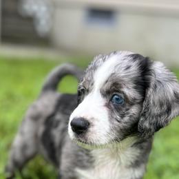 Aussiedoodle Puppies from Casee Wisniewski