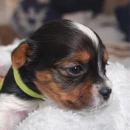 Lily - Black tan and white female Biewer Terrier puppy in Concord, California from Puppy Boutique