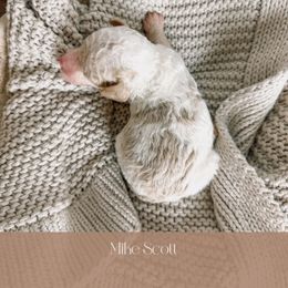 Goldendoodle Puppies from The Puppy Lodge