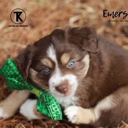 Australian Shepherd, Miniature American Shepherd, Miniature Australian Shepherd, and Toy Australian Shepherd Puppies from TK Standard, Mini, & Toy Aussies