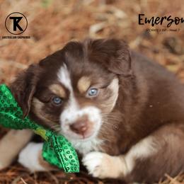 Australian Shepherd, Miniature American Shepherd, Miniature Australian Shepherd, and Toy Australian Shepherd Puppies from TK Standard, Mini, & Toy Aussies
