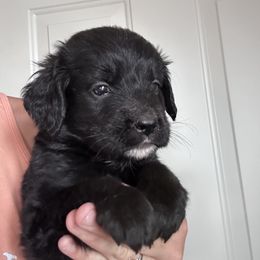 Girl 5 - female Golden Mountain Dog puppy in Wyoming from Great Basin BMD