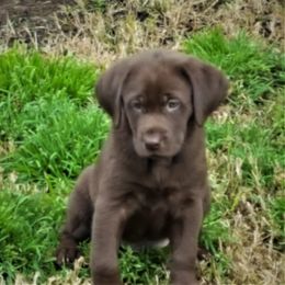 Labrador Retriever Puppies from Centerfield Retrievers