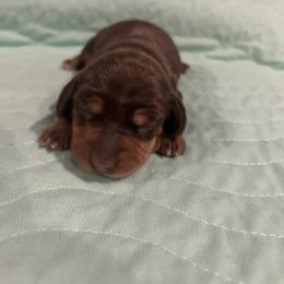 Chocolate and tan girl - Chocolate and tan female Dachshund puppy in Westminster, South Carolina from Carter's Kennels