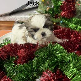 Jack - Black and white male Shih Tzu puppy in Conway, Missouri from Hillside Loop Kennel LLC