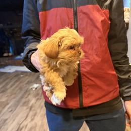 Oakley - Gold and white female Shih Tzu puppy in Running Springs, California from Amanda's Shih Tzus