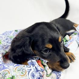 Jolly Rancher - Black and tan male Dachshund puppy in Sacramento, California from MiniDoxPups