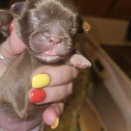 Bootsie - Chocolate and tan female Shih Tzu puppy in Cook County, Illinois from My Tzu Crew