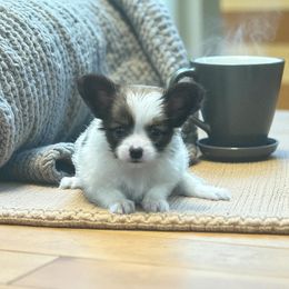Amber - Brown and white female Papillon puppy in Bowling Green, Kentucky from Tiffany's Papillons
