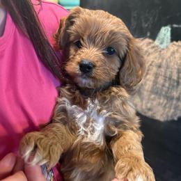 Nitro Brew - Red male Cavapoo puppy in River Falls, Wisconsin from Dottie's Doodles