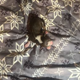 Kanao - Red tri female Miniature Australian Shepherd puppy in Granby, Missouri from Macks Mini Aussies