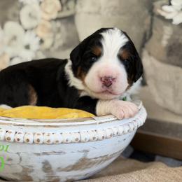 Audi - Tri-color female Bernedoodle puppy in Henry, Illinois from Rowe Farms Doodles