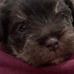 Miniature Schnauzers from Melton's Mini Schnauzers