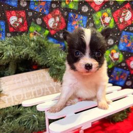 Noelle - White and black female Papillon puppy in Joshua, Texas from Summertime Kennels