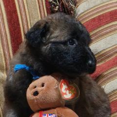 Ms. Sapphire - Fawn sable female Belgian Laekenois puppy in Ball Ground, Georgia from Coswald's Kennels