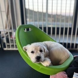 Golden Retriever Puppies from Huckaby’s English Golden Retrievers