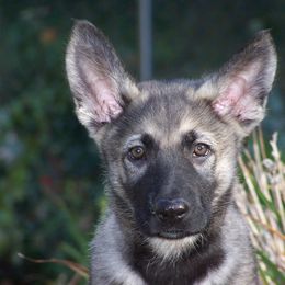 Shiloh Shepherd Puppies from Solace Shilohs