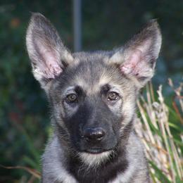 Shiloh Shepherd Puppies from Solace Shilohs