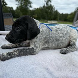 Boy 5 - Black roan male German Shorthaired Pointer puppy in Huntington, Texas from B&B GSP’S