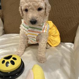 Allie - White female Poodle puppy in Mobile, Alabama from Semmy’s Standard Poodle LLC
