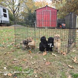 Shih Tzu Puppies from Borderland's Kennel