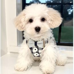 Teddy Graham - Champagne male Maltipoo puppy in Spring, Texas from GlamPaw Maltipoos