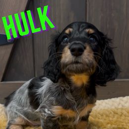 Hulk - Piebald male Dachshund puppy in Pollok, Texas from LC's Doxie Central