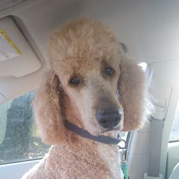 Duke - Poodle
