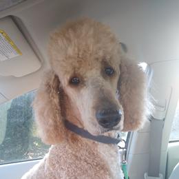 Duke - Poodle