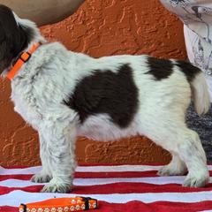 Leonberger and Spinone Italiano Puppies from Starfire Leonbergers and Spinone Italiano